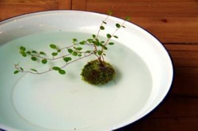 苔玉 こけだま 作りに挑戦 ママの立場で家づくり Nikomama日記 札幌の新築一戸建て注文住宅 不動産土地のホーム企画センター