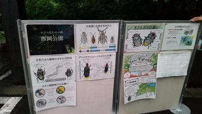 ホタル