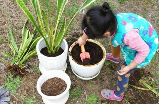 今年のわが家の初収穫♪＆植え替え！