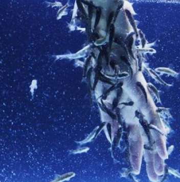 さけのふるさと☆千歳水族館