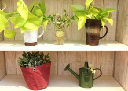 植物の母、岡本さん(*^_^*)