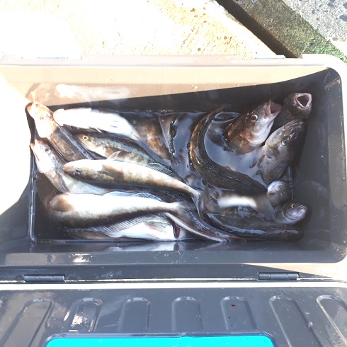 釣り🐡からの久しぶりの料理