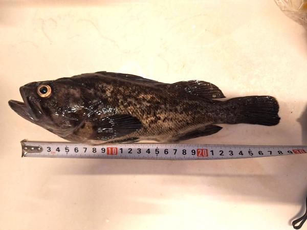 釣り (^^♪ 目標まであと少し